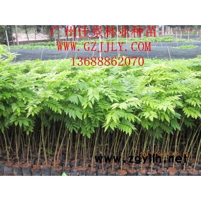 廣西綠化苗-綠化樹苗專業種植-**綠化苗木