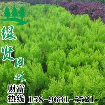 直銷灑金柏 灑金柏苗木 綠化苗木 灑金柏小苗沭陽原產地低價直銷  一手貨源