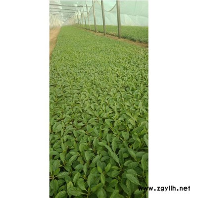新大洲xdz綠化苗木綠化苗木價格馬鞭草廠家優惠宿根花卉宿根花卉花卉種子花卉