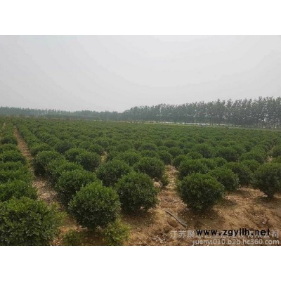膠東衛(wèi)矛球基地直銷   江蘇膠東衛(wèi)矛球價格 工程綠化苗木