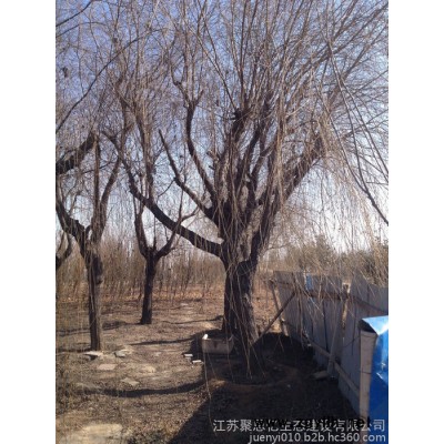 垂柳基地大量出售 垂柳小苗 垂柳價格 綠化苗木
