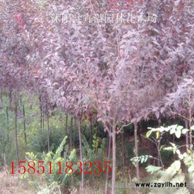 供應沭陽縣卉溢花木場綠化苗木紫月李30量2cm