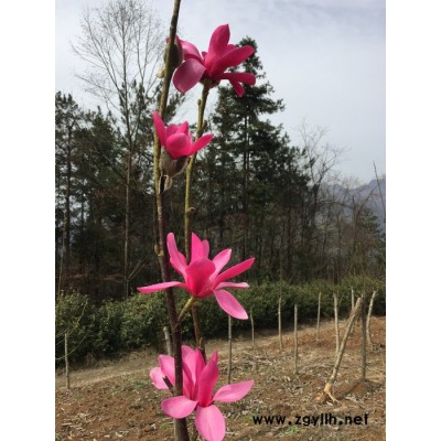 五峰  紅花玉蘭  供應(yīng)紅花玉蘭_高度150公分_宜昌種植地_地     苗木批發(fā) 綠化苗木 園林綠化苗木 綠化苗木批發(fā)