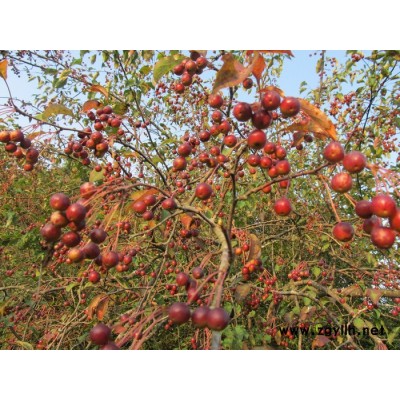 五峰   湖北海棠  供應(yīng)湖北海棠_地徑10公分_宜昌種植地     苗木批發(fā) 綠化苗木 園林綠化苗木 綠化苗木批發(fā)