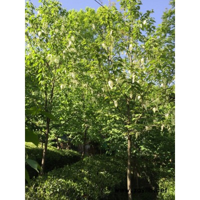 五峰 珙桐  供應(yīng) 珙桐  _地徑10米徑_宜昌種植地   園林苗木     綠化苗木 園林綠化苗木 綠化苗木批發(fā)