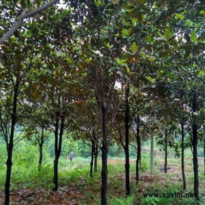 園林工程綠化苗木廣玉蘭批發 湖南苗圃直供 廣玉蘭樹批發 貨源充足