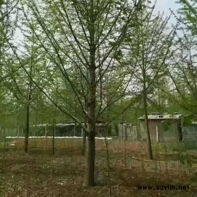 老班長 綠化銀杏樹苗價格 綠化銀杏樹苗 銀杏樹苗 園林綠化苗木