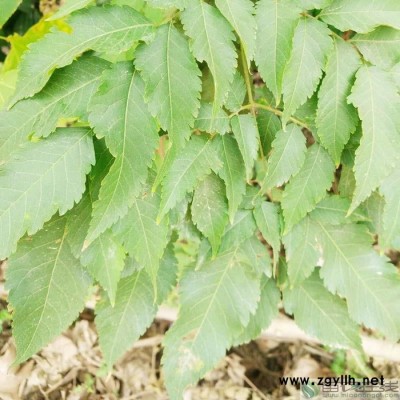 苗農(nóng)在線供應(yīng)規(guī)格齊全的綠化苗木欒樹價格 量大從優(yōu)