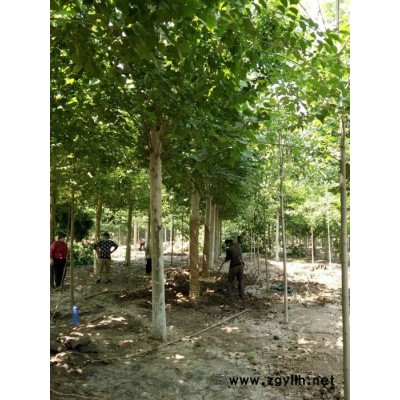 供應  法桐    綠化苗木 出售法桐