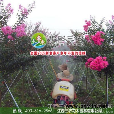 供應江西紫薇 速生紫薇 百日紅紫薇 江西彩葉綠化苗木種植基地
