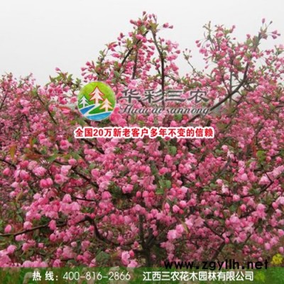供應華彩三農hcsn-028綠化苗木 垂絲海棠苗 海棠花出售