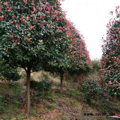 行道綠化苗木紅葉石楠樹 湖南基地直供 高桿紅葉石楠樹 規格齊全