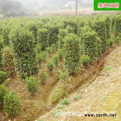 價格低 現貨 法國冬青柱苗 1至1.2米 綠化苗木 冬青柱 四季常青
