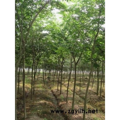 櫸樹 綠化苗木  苗木 沭陽縣澤沛苗木基地 品牌：澤沛苗木 常年為全國供應綠化苗木