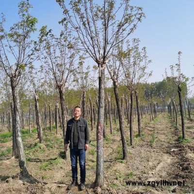 香花槐基地大量批發(fā) 江蘇香花槐格價 工程綠化苗木