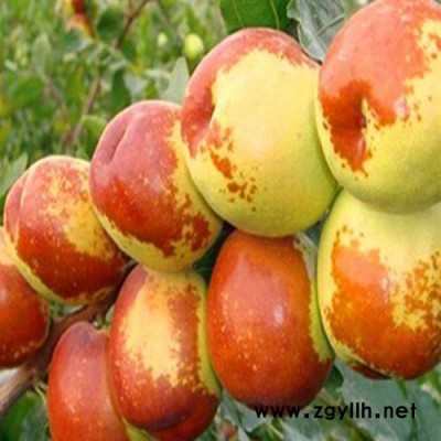 常年銷(xiāo)售古棗樹(shù)苗 老棗樹(shù) 綠化苗木 造景古棗樹(shù)現(xiàn)挖現(xiàn)發(fā)