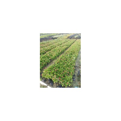 場地直銷大花蘆莉袋苗 大量供應大花蘆莉 園林綠化苗木