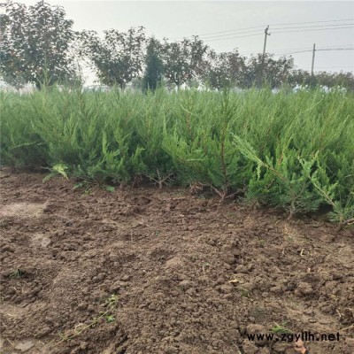 基地直銷 龍柏 龍柏樹 綠化苗木批發 規格齊全 量大優惠