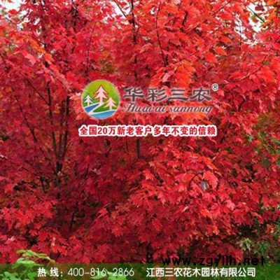 美國紅楓綠化苗木 美國改良紅楓（十月光輝） 江西三農耐寒品種供應