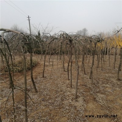基地直銷**綠化苗木龍爪槐 工程綠化苗 垂槐 行道樹 規格齊全 龍爪槐