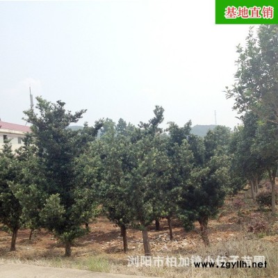 批發原生羅漢松 冠幅飽滿  造型盆景 小區公園綠化苗木基地直銷