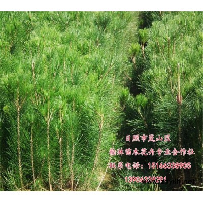 綠化苗木1-2.5米黑松  常年批發黑松  黑松綠化苗   黑松工程苗