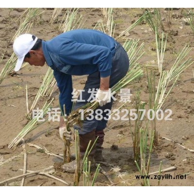 宏發(fā)基地**綠化苗木水生植物蘆葦培育蘆葦苗品種齊全