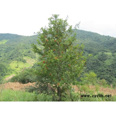 五峰  山楂  _湖北五峰**苗木基地    園林苗木   苗木批發(fā)   綠化苗木 園林綠化苗木 綠化苗木批發(fā)