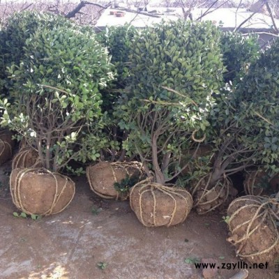 冬青  基地直供 龜甲冬青球 工程綠化苗木灌木 常綠型苗木 龜甲冬青苗