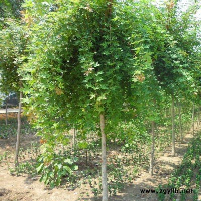 綠化苗木南北方種植 耐寒易存活 觀賞 現挖現賣 五角楓