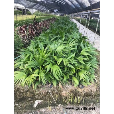 棕櫚樹綠化苗木蒲葵樹 桿高1-6米地苗移栽苗 自家大量供應蒲葵小苗