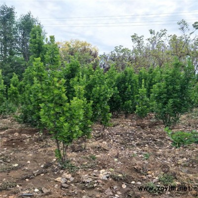 批發 綠化苗木 1.5米高北海道黃楊 籬笆圍墻樹苗 生長速度快
