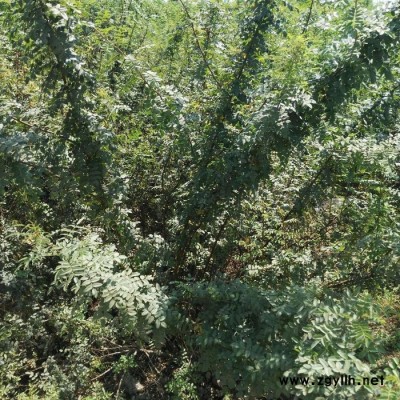 灌木 玫瑰工程苗 定州市誠信苗圃場大量供應花灌木 綠化苗木 綠化苗木基地3-5分支