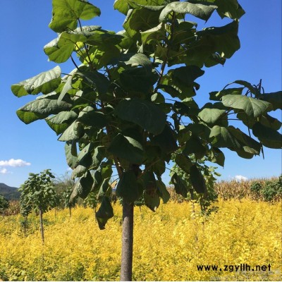 東北梓樹(shù)基地 梧桐樹(shù) 綠化苗木價(jià)格優(yōu)惠