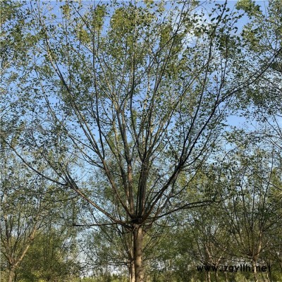 4公分國槐  綠化苗木批發 速生國槐 量大優惠 苗木國槐價格