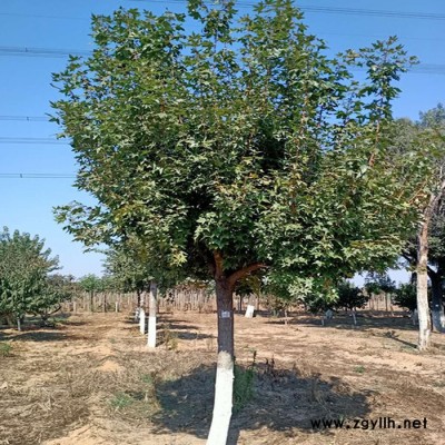基地供應(yīng) 各種綠化苗木 五角楓樹(shù)苗2-8公分五角楓 園林工程綠化苗木 五角楓