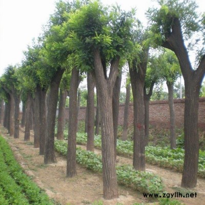 5公分國槐價格_綠化苗木