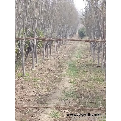 其他綠化苗木雪松黑松竹子桃樹等等