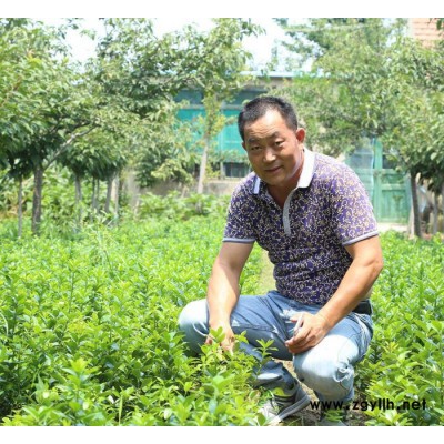 大葉黃楊綠化苗木就找山東鳳岐苗木 ，大葉黃楊凈球價格。