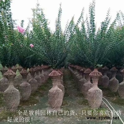 綠化苗木 紫薇花瓶樹 苗木造型樹 紫薇樹價格 湖南綠化苗木
