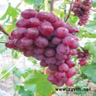 盧龍明杰苗圃批發(fā)速生楊綠化苗木