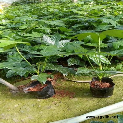 庭院綠化苗木  常綠八角金盤   八角金盤苗大量批發   榮福園藝