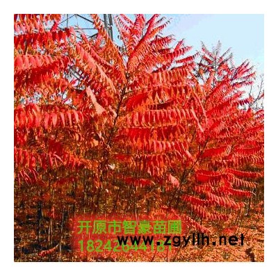 火炬 火炬樹苗 火炬樹價格 綠化苗木