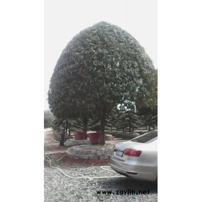 其他綠化苗木雪松竹子桃樹.各種綠化樹木