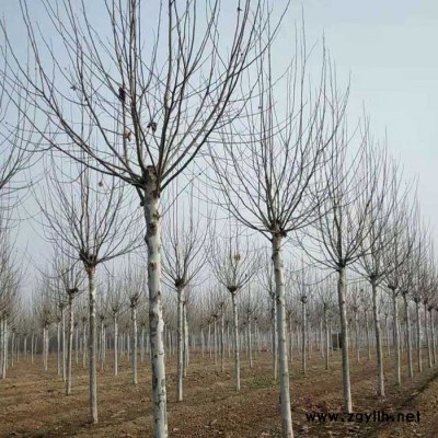 綠化苗木法桐 法桐基地 落葉喬木法桐 急速發貨