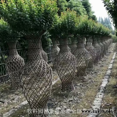 苗木造型樹 廣東綠化苗木 紫薇花瓶樹 紫薇樹價格 湖南綠化苗木