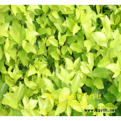 山東鳳岐苗木綠化苗木，二年連翹苗，園林苗木價格連翹苗
