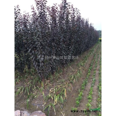 花葉八仙花，紅花八仙花大量