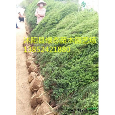 供應八仙花，八仙花小苗，30公分八仙花，40公分八仙花價格，