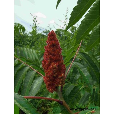 四季錦帶，粉花錦帶，錦帶粉，開原市乾景苗圃